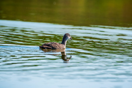 Ducks swim in the summer pond. Photographed close-up.の写真素材