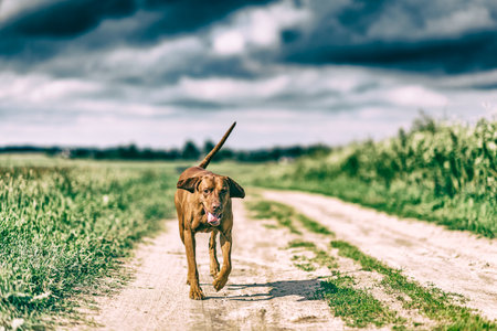 Dog on nature in the summer. The dog is walking along the road.の写真素材