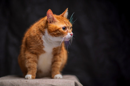 Portrait of a red-haired cat in a photo studio. Photographed close-up.