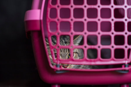 Kitten in a carrying for cats. Photographed close-up.の写真素材