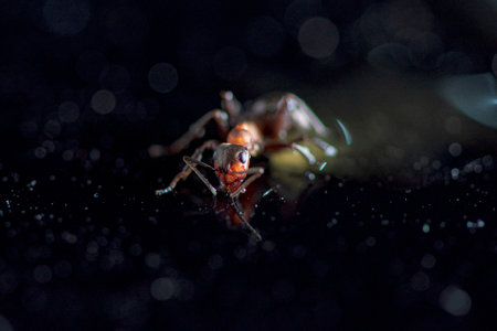 Ant against a dark background. Photographed close-up.