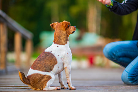 Jack Russell Terrier stands on a wooden pier on the shore of a forest lake.の写真素材