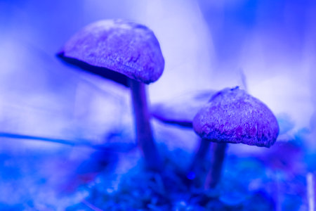 Forest mushrooms photographed in close-up.の写真素材
