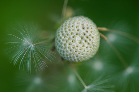 Dandelion stem photographed in summer closeup on the field.
