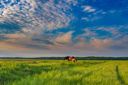 A little foal with mom horse grazing in a meadow. Photographed against the sky.の写真素材