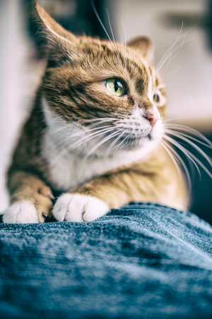 Closeup portrait of a domestic cat in high key.の写真素材