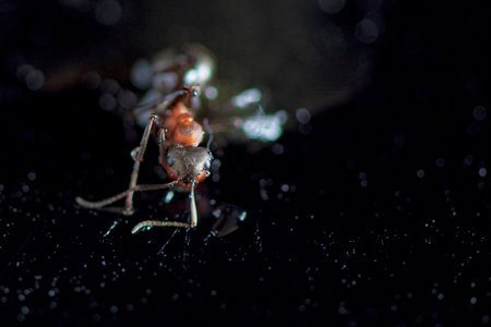 Ant against a dark background. Photographed close-up.の写真素材