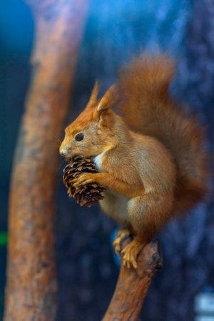Stuffed squirrels in the museum. Photographed close-up.