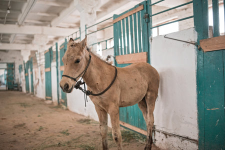 A young foal is in the stable. Close-up photographed.の写真素材