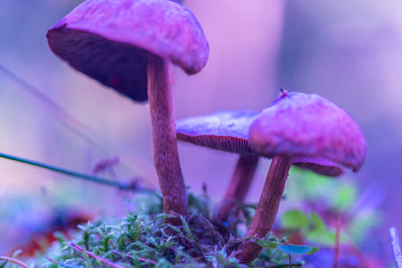 Forest mushrooms photographed in close-up.