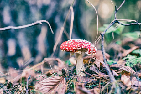Amanita in the autumn forest. Photographed close-up.