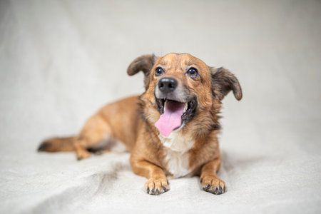Portrait of a domestic dog in the studio on a light background.の写真素材