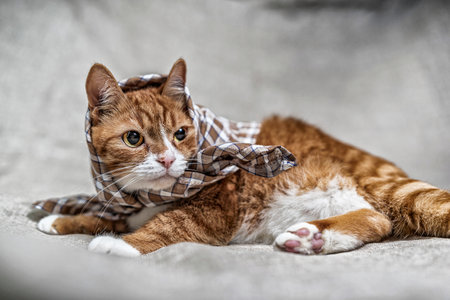 Portrait of a domestic cat in the studio on a gray background.の写真素材