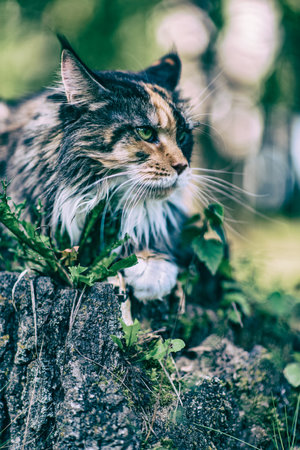 Maine Coon cat in the park. Photographed close-up.の写真素材
