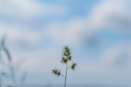 Grass against the sky and clouds. Photographed close-up.の写真素材