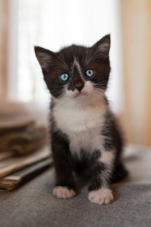 Portrait of a little black kitten with blue eyes sitting on the table.