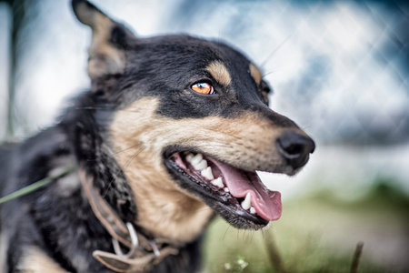Watchdog in the grass. Photographed in retro style.の写真素材