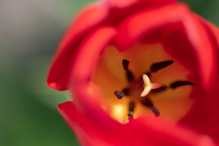 Opened tulip bud. Photographed close-up.の写真素材