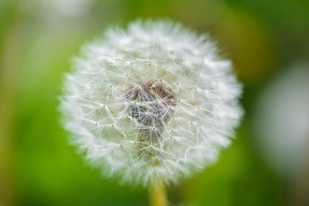 Closeup dandelion photographed in summer on a field.