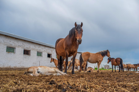 Horses graze on a farm in the corral. Photographed close-up.の写真素材
