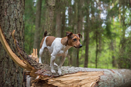 Jack russell terrier stands on a broken tree in the forest. Close-up photographed.の写真素材