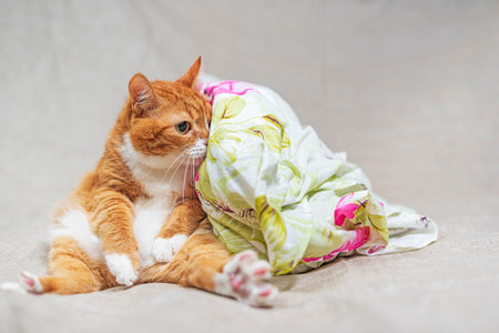 Portrait of a domestic cat in a photo studio on a gray background.の写真素材