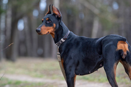 Doberman on a walk in the autumn cloudy forest.の写真素材