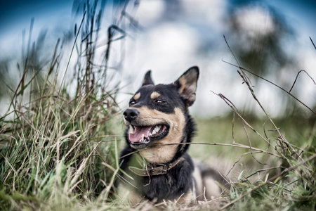Watchdog in the grass. Photographed in retro style.の写真素材
