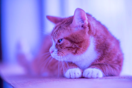 Red cat lies on a wooden windowsill. Photographed close-up.の写真素材
