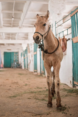 Portrait of a young foal in the stable. Close-up photographed.の写真素材
