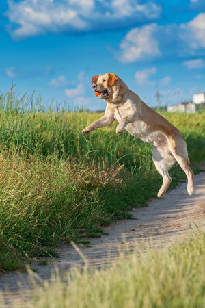 Fawn labrador playing with a ball on a summer field.の写真素材