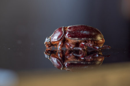 Rhinoceros beetle on a dark background. Photographed close-up.の写真素材