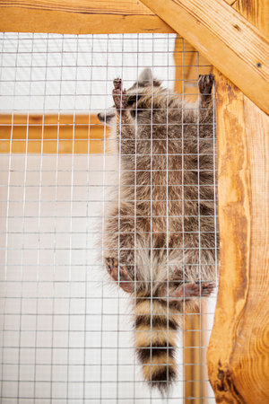 Raccoon in the zoo. Photographed close-up.の写真素材