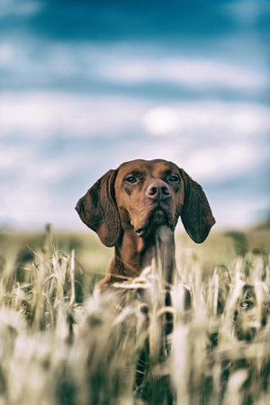 Hunting dog in a summer meadow. Photographed in a high-key, close-up.