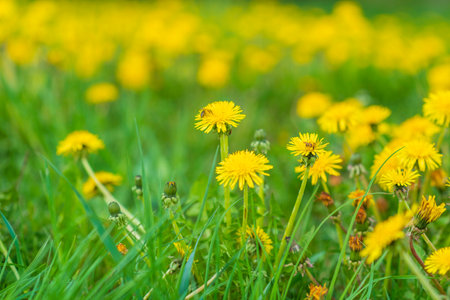 A very colorful dandelion field. Photographed close-up.の写真素材
