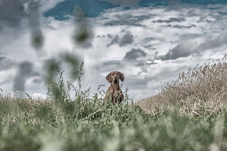Portrait of a gundog dog in the meadow. Processed in retro style.の写真素材