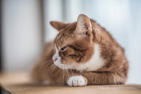Red cat lies on a wooden windowsill. Photographed close-up.の写真素材