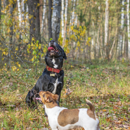 Portrait of a dog in the autumn forest. Photographed close-up.