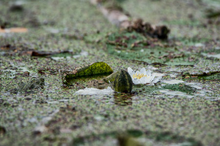 The surface of the water is covered with duckweed and fallen leaves.の写真素材