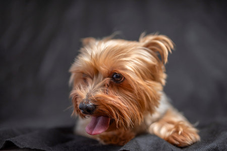 Yorkshire Terrier in the studio against a dark background. Photographed close-up.の写真素材