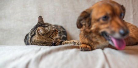 Gray cat and ginger dog lie on a gray background. Photographed close-up.の写真素材