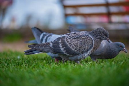 Pigeons on the grass in the park. Selective focus.