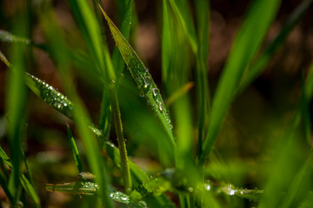 Drops of dew on the green grass. Photographed close-up with a blurred background.