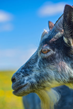 A goat grazes on a field of dandelions. Photographed close-up on a background of the sky.の写真素材
