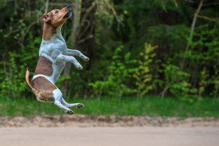 Jack Russell Terrier playing in the forest photographed in a jump.の写真素材