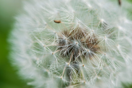 Closeup dandelion photographed in summer on a field.