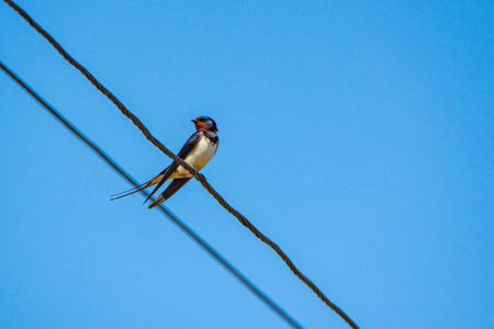 Swallow sitting on a power line. Photographed close-up.の写真素材