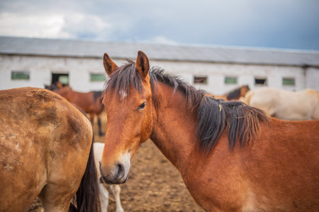 Horses graze on a farm in the corral. Photographed close-up.の写真素材