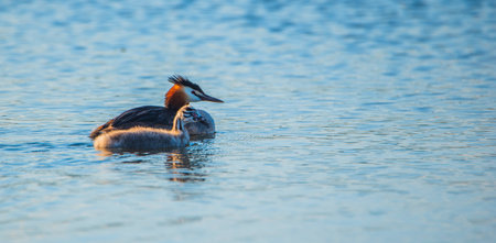 A family of Chomga ducks is swimming in the water. Photographed close-up.