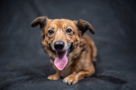 Portrait of a dog in the studio against a dark background.の写真素材